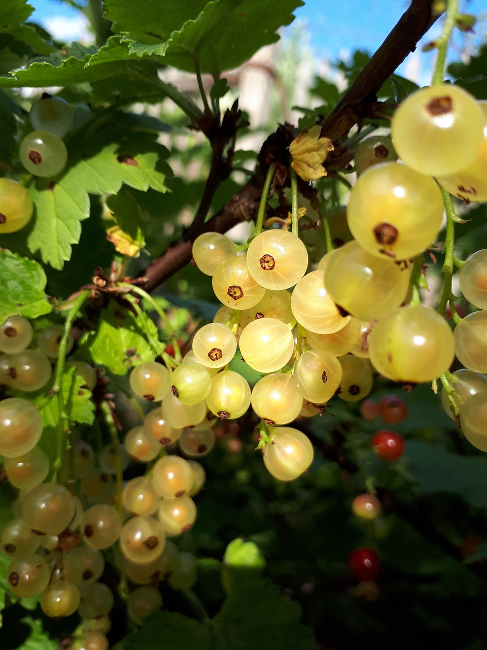 Serbentų,  Vasara,  Uoga,  Sodas,  Mityba, Nemokamos Nuotraukos,  Nemokama Licenzija