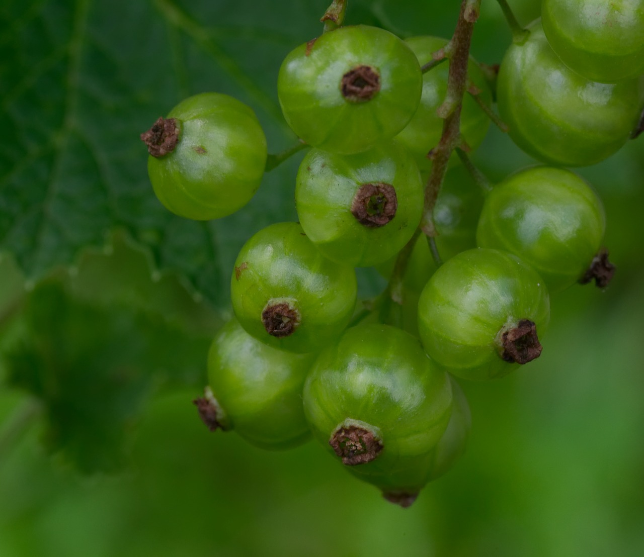 Serbentų,  Žalias,  Pobūdį,  Augalų,  Vasara,  Iš Arti,  Vaisių,  Sodas,  Raudona,  Vaisiai