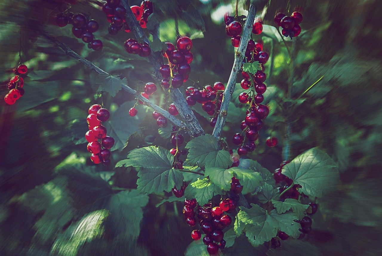 Serbentų, Gamta, Daržovių Sodas, Nemokamos Nuotraukos,  Nemokama Licenzija