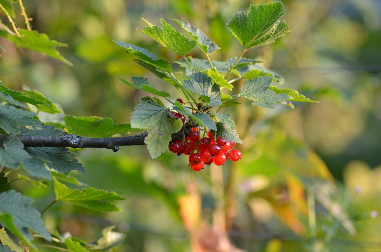 Serbentų, Sodas, Žalias, Vaisiai, Saulėtas, Raudona, Augalas, Vasara, Rūgštus, Desertas