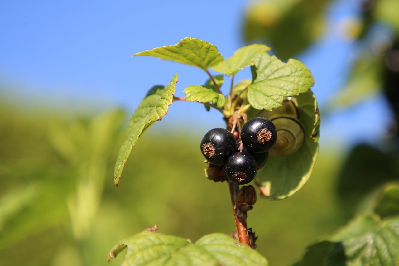 Serbentai,  Vaisių,  Sodas,  Vaisiai,  Uogos,  Vitaminai,  Prinokę,  Saldus,  Skanus,  Sveikas