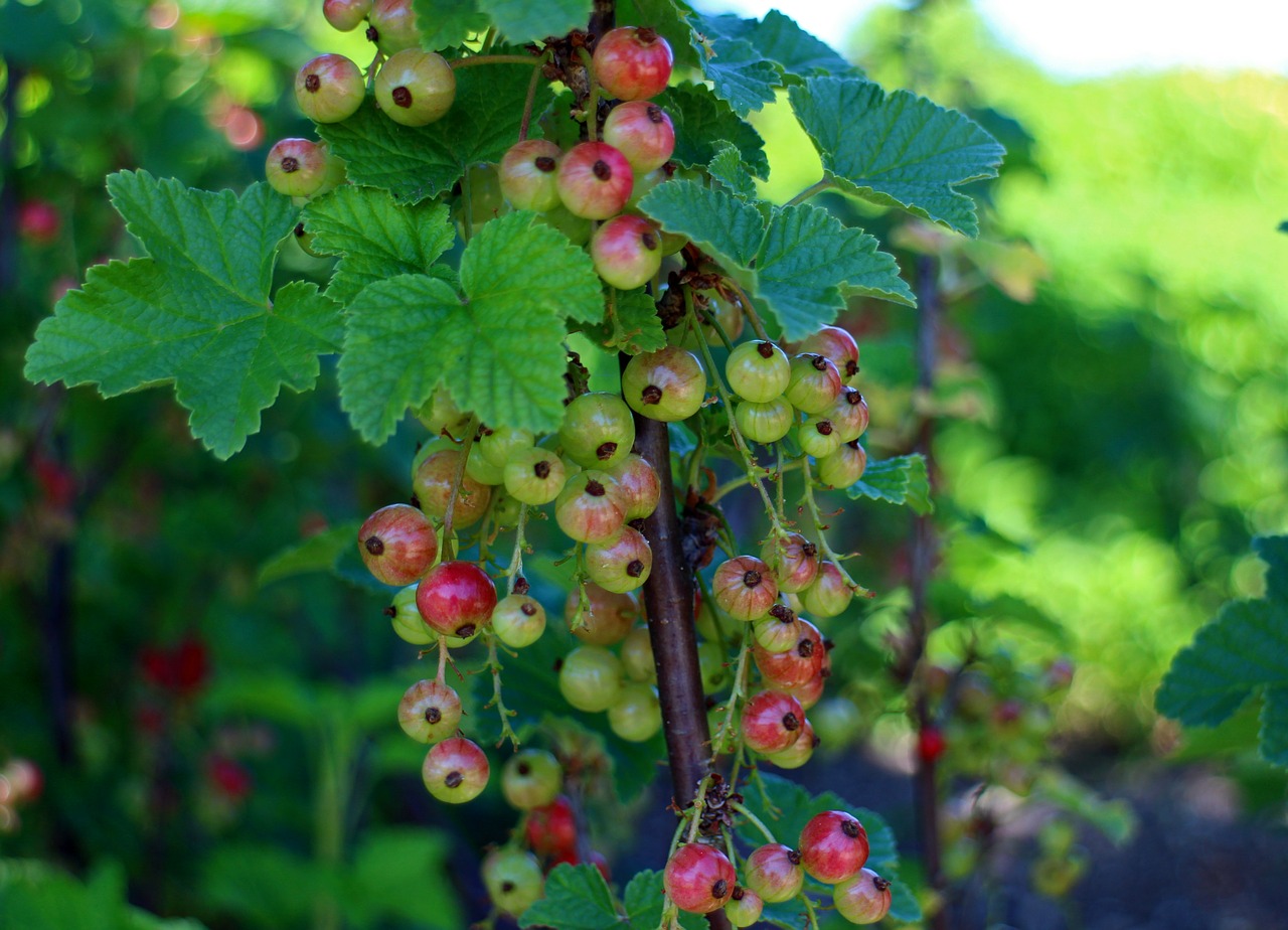 Serbentai, Ribos, Agrastų Šiltnamiai, Serbentų, Raudona, Krūmas, Dekoratyvinis Krūmas, Pasėlių, Sodas, Vaisiai