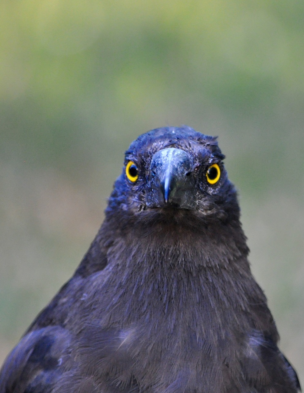 Currawong, Paukštis, Australia, Laukinė Gamta, Iš Arti, Portretas, Galva, Snapas, Praeivis, Žiūri