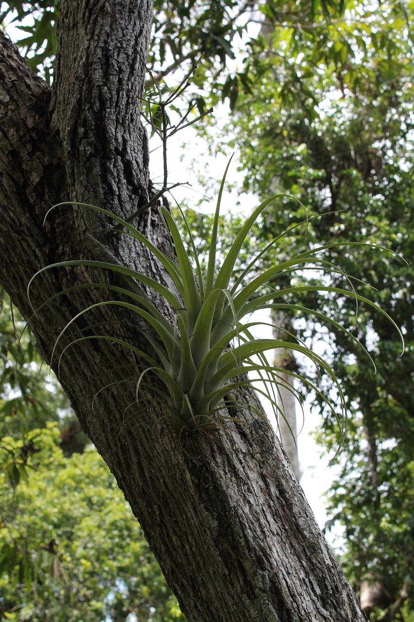 Curujey, Tillandsia Recurvata, Medis, Parazitinis Augalas, Kuba, Nemokamos Nuotraukos,  Nemokama Licenzija