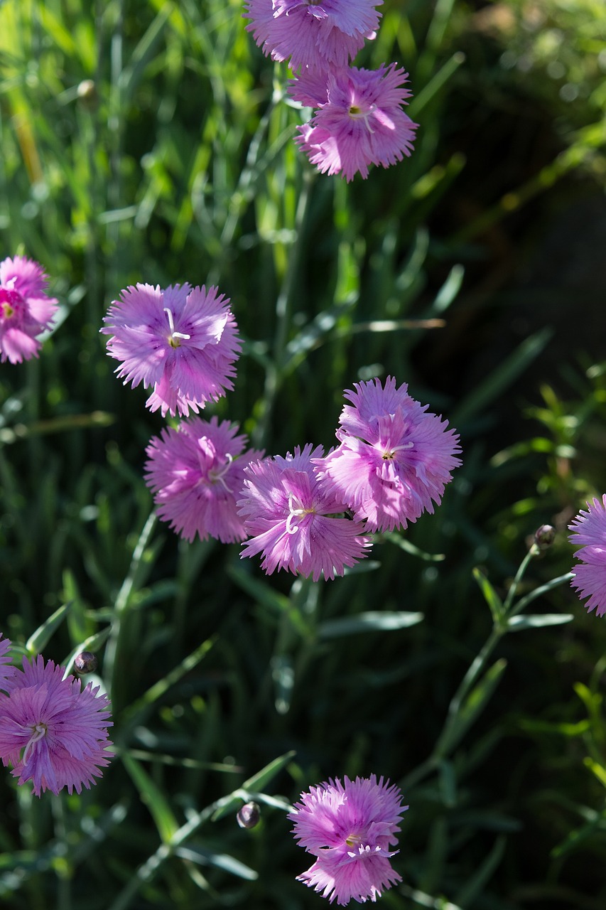 Pagalvėlė Gėlė, Rožinės Gėlės, Keptuvė, Dianthus Deltoids, Gvazdikas, Gvazdikų Šeima, Akmens Sodas, Sodas, Sode, Žemės Danga