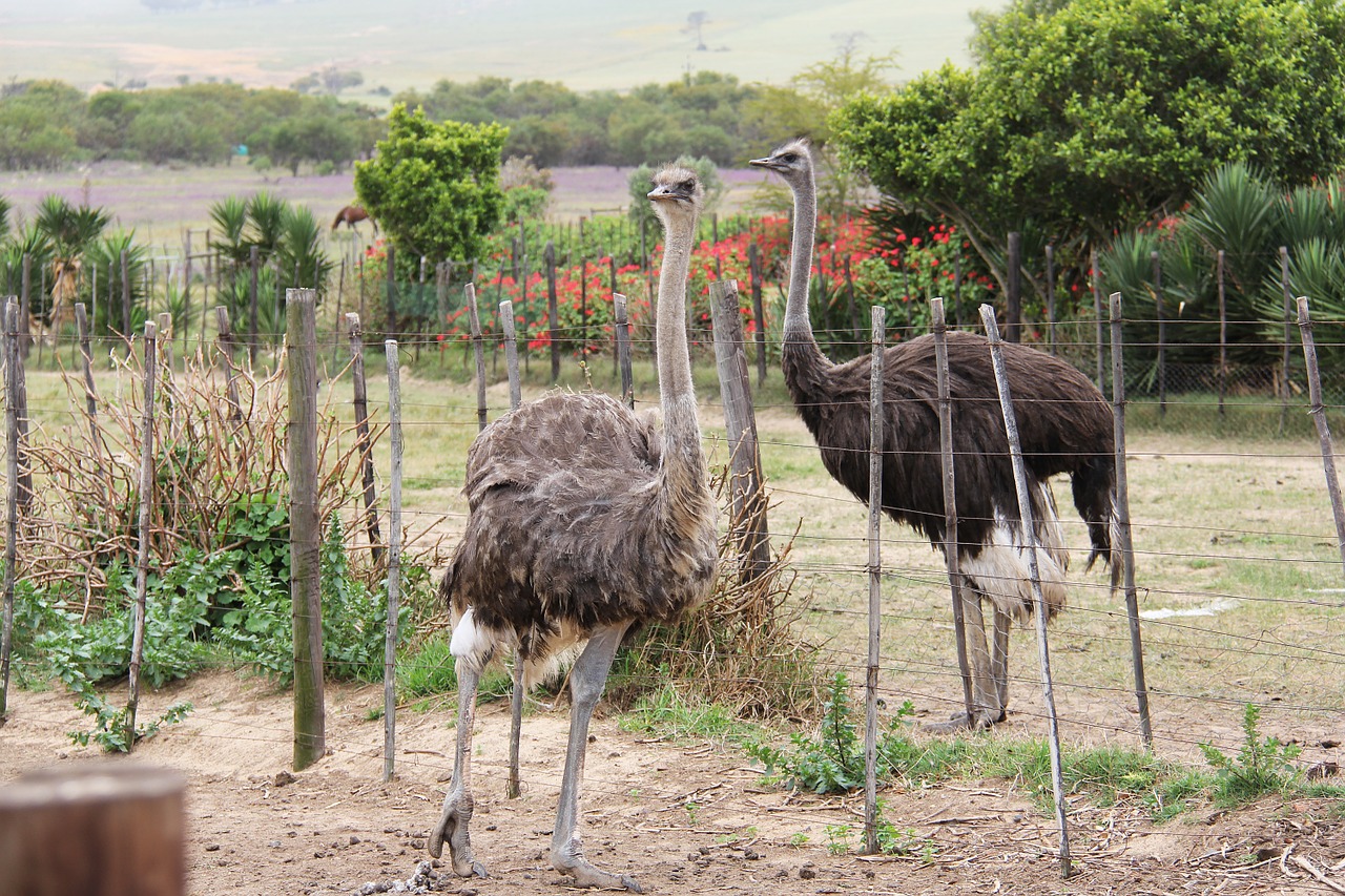 Mielas, Juokinga, Įdomus, Strutis, Paukštis, Gyvūnai, Cape Town, Ūkis, Stručių Veisimas, Pietų Afrika