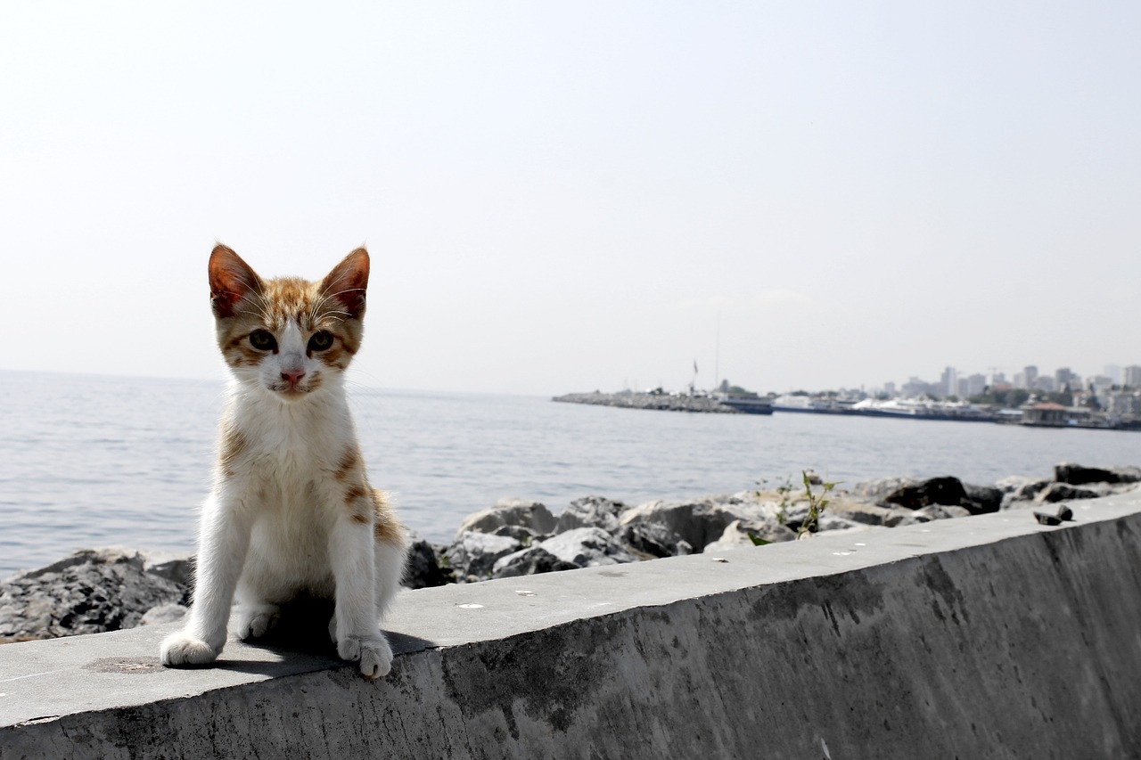 Katė, Kačiukas, Homelass, Mielas, Istanbulas, Imbiero Kailis, Nemokamos Nuotraukos,  Nemokama Licenzija