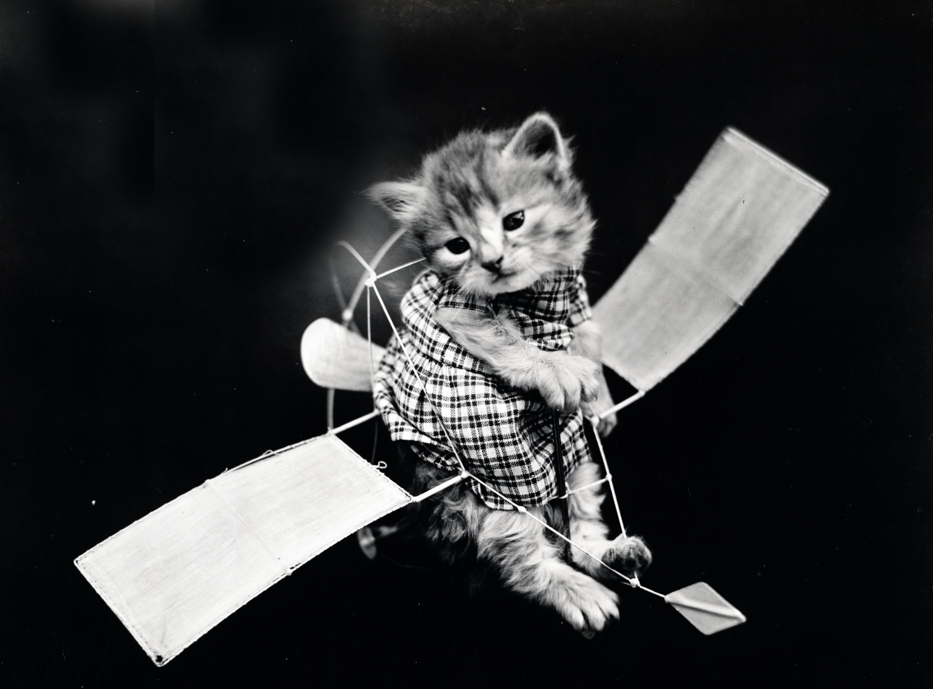Katė,  Kačiukas,  Apsirengęs,  Apranga,  Lėktuvas,  Lėktuvas,  Lėktuvas,  Vintage,  Nuotrauka,  Juoda