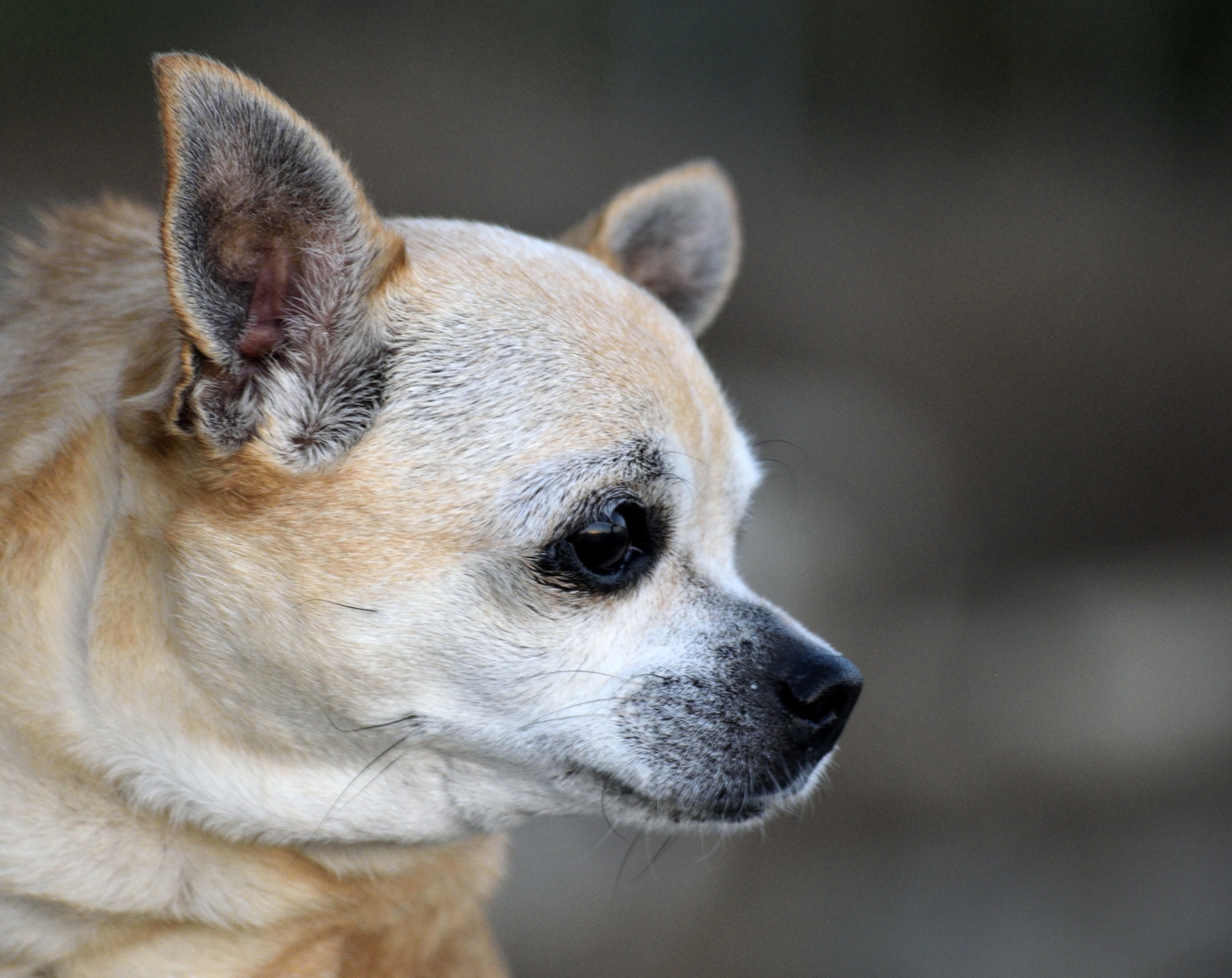 Profilis,  Chihuahua,  Šuo,  Veislė,  Kilmės,  Šuniukas,  Gyvūnas,  Veidas,  Mielas,  Fonas