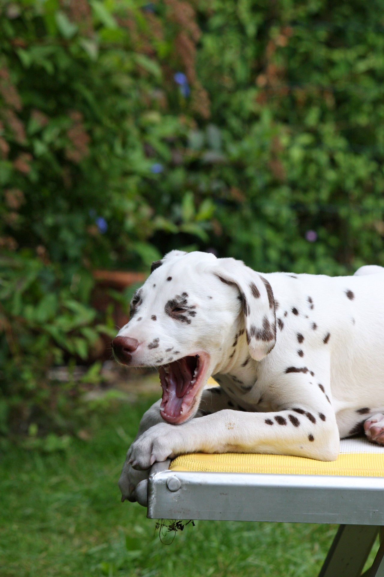 Dalmatian,  Šuniukas,  Šuniukas,  Žiovulys,  Mielas,  Žavinga,  Jaunas,  Pavargęs,  Šuo,  Šunys