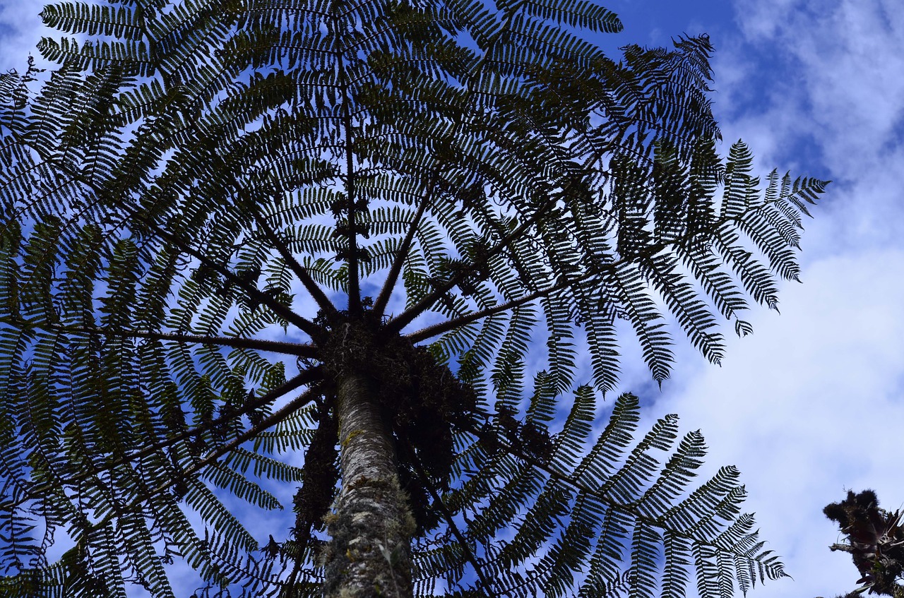 Cyatea, Medžio Šerdis, Montane Miškas, Perujos Biologinė Įvairovė, Peru Amazonės Biologinė Įvairovė, Nemokamos Nuotraukos,  Nemokama Licenzija