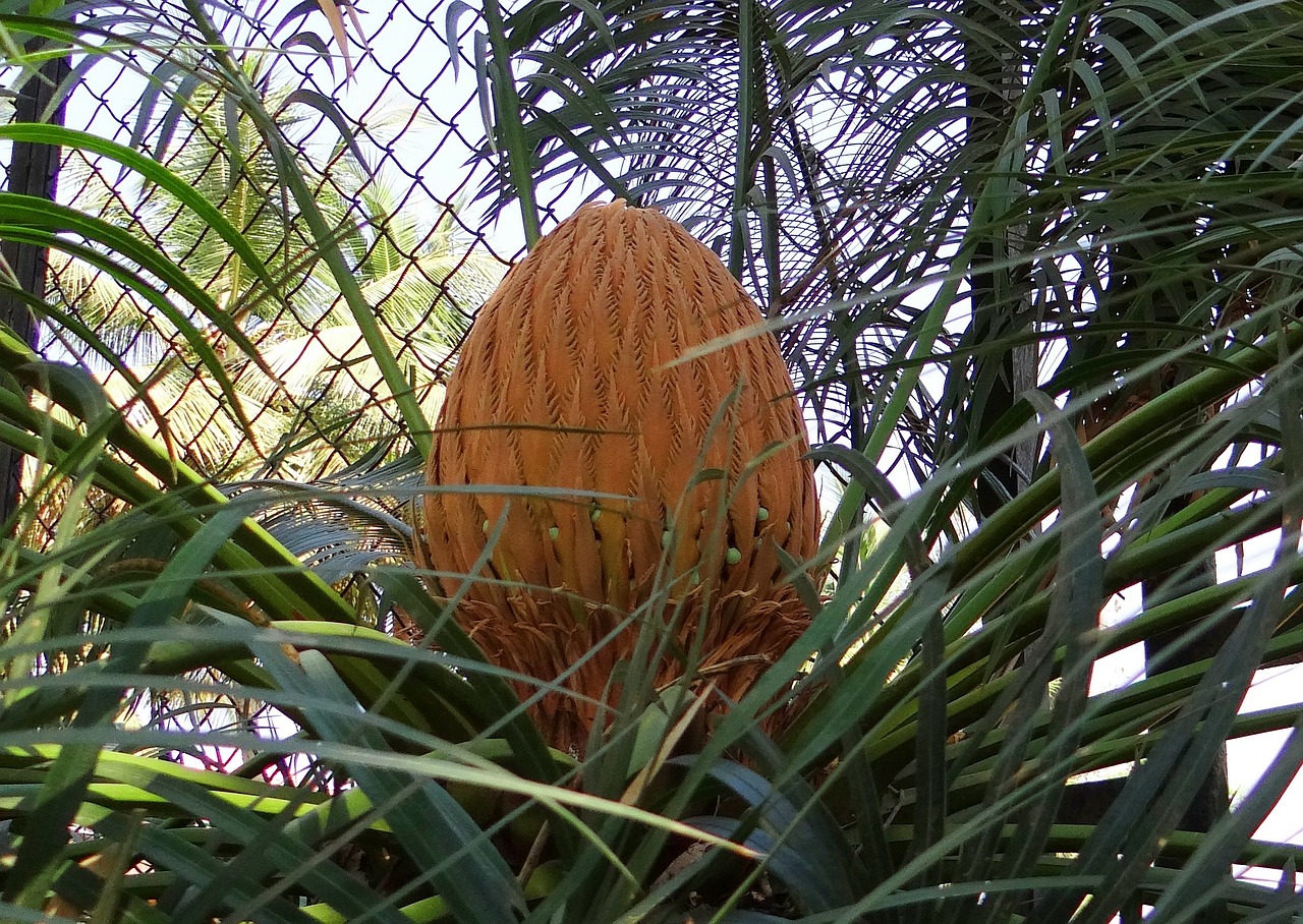 Cycad, Sago Palmių, Kūgis, Moteris, Karnataka, Indija, Nemokamos Nuotraukos,  Nemokama Licenzija