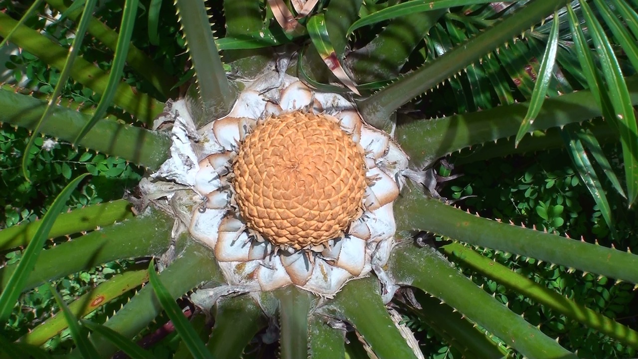 Cikadinis Kūgis, Botanikos, Australia, Cycad, Kūgis, Nemokamos Nuotraukos,  Nemokama Licenzija