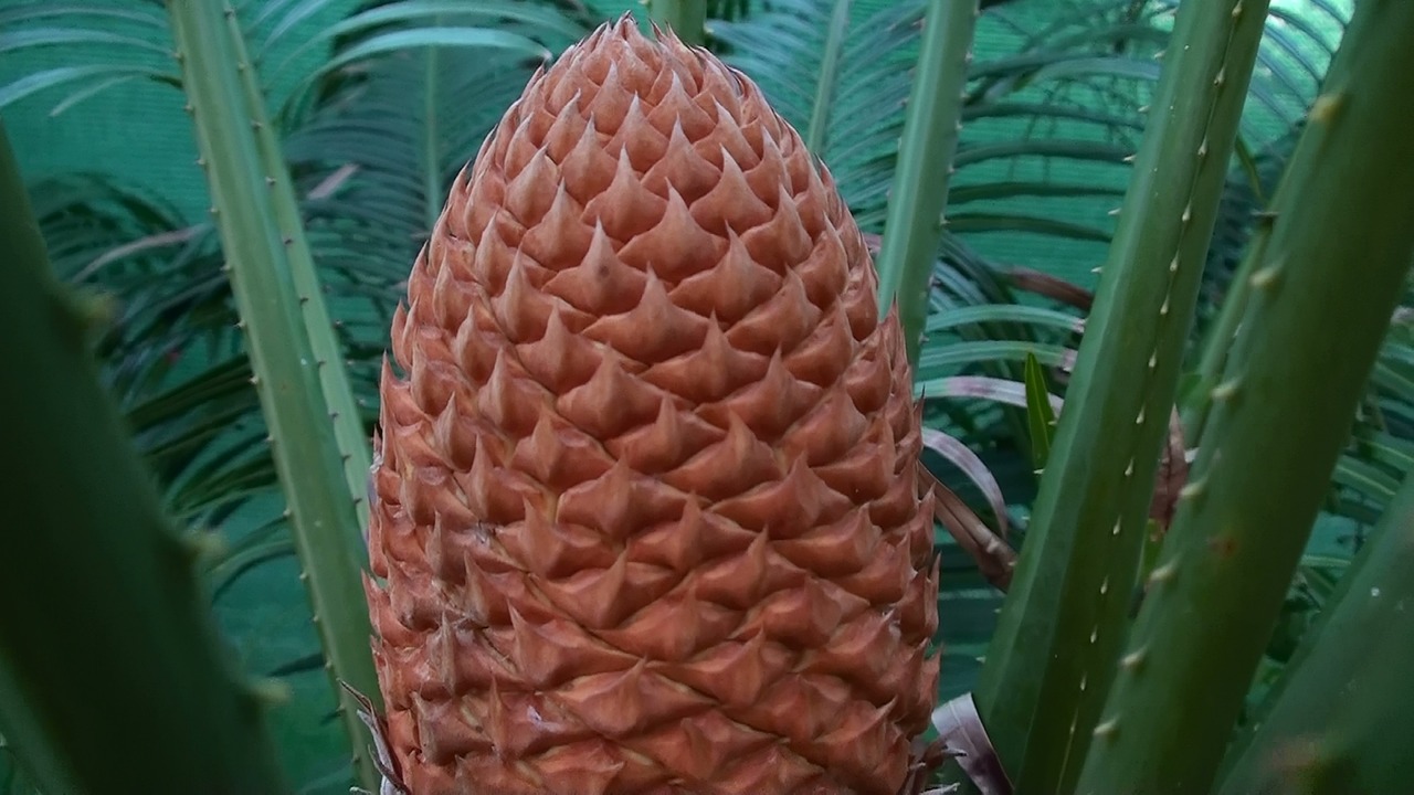 Cikadinis Kūgis, Botanikos, Australia, Cycad, Kūgis, Nemokamos Nuotraukos,  Nemokama Licenzija