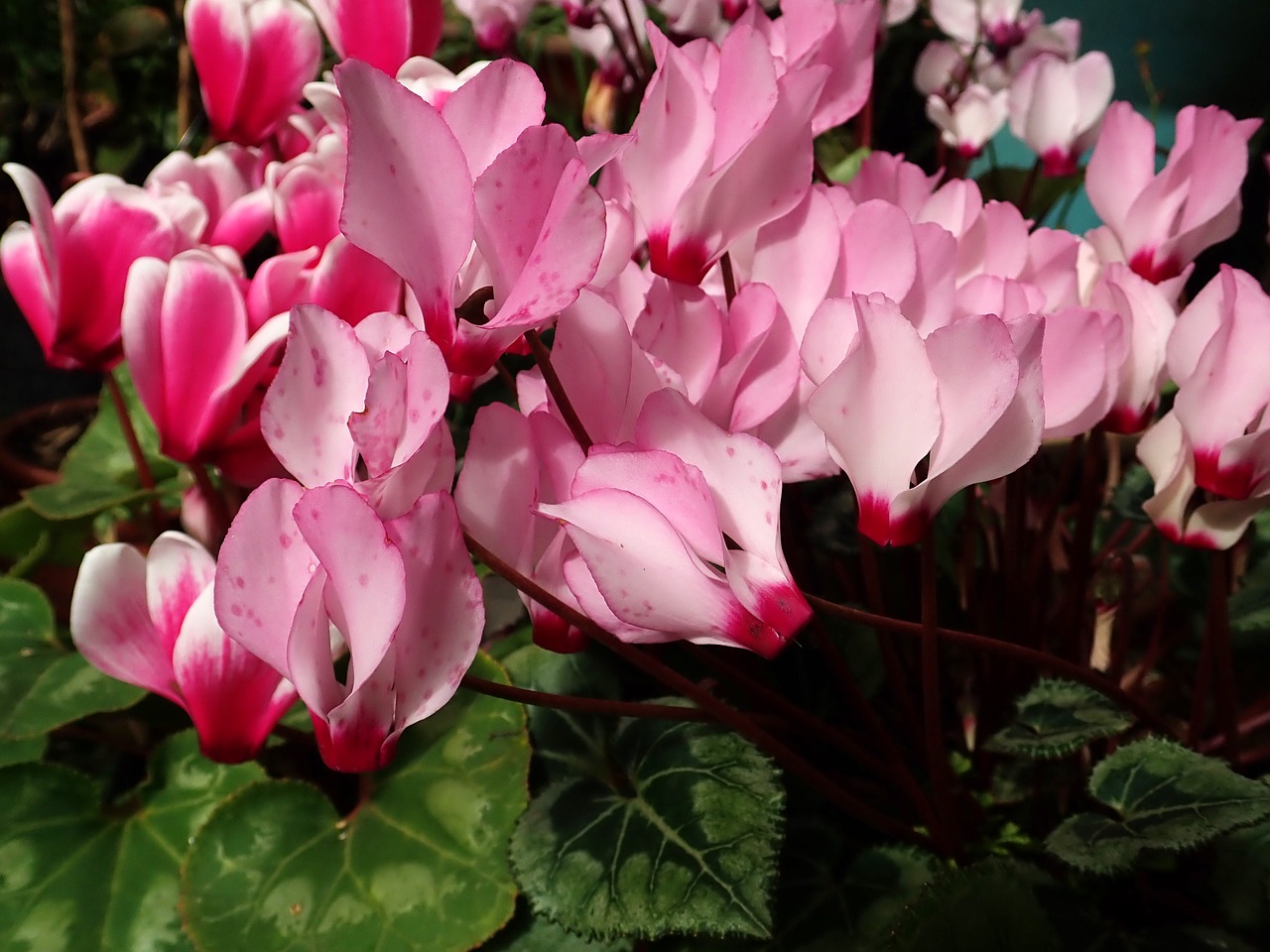 Cyclamen,  Gėlės,  Sodas,  Vazoninių,  Augalai, Nemokamos Nuotraukos,  Nemokama Licenzija