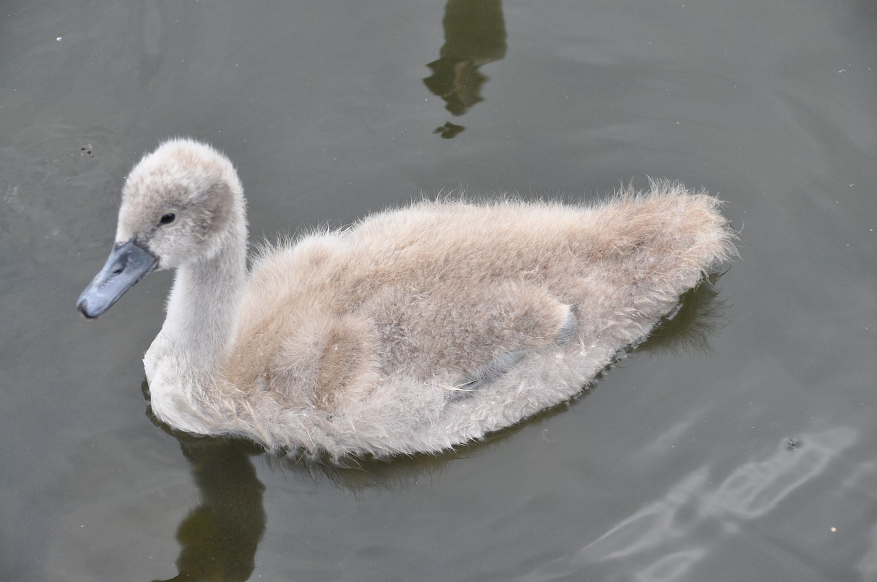 Cygnet, Vandens Gyvūnai, Vanduo, Gamta, Vandens Paukštis, Padaras, Ežeras, Vandenys, Laukiniai, Schwimmvogel