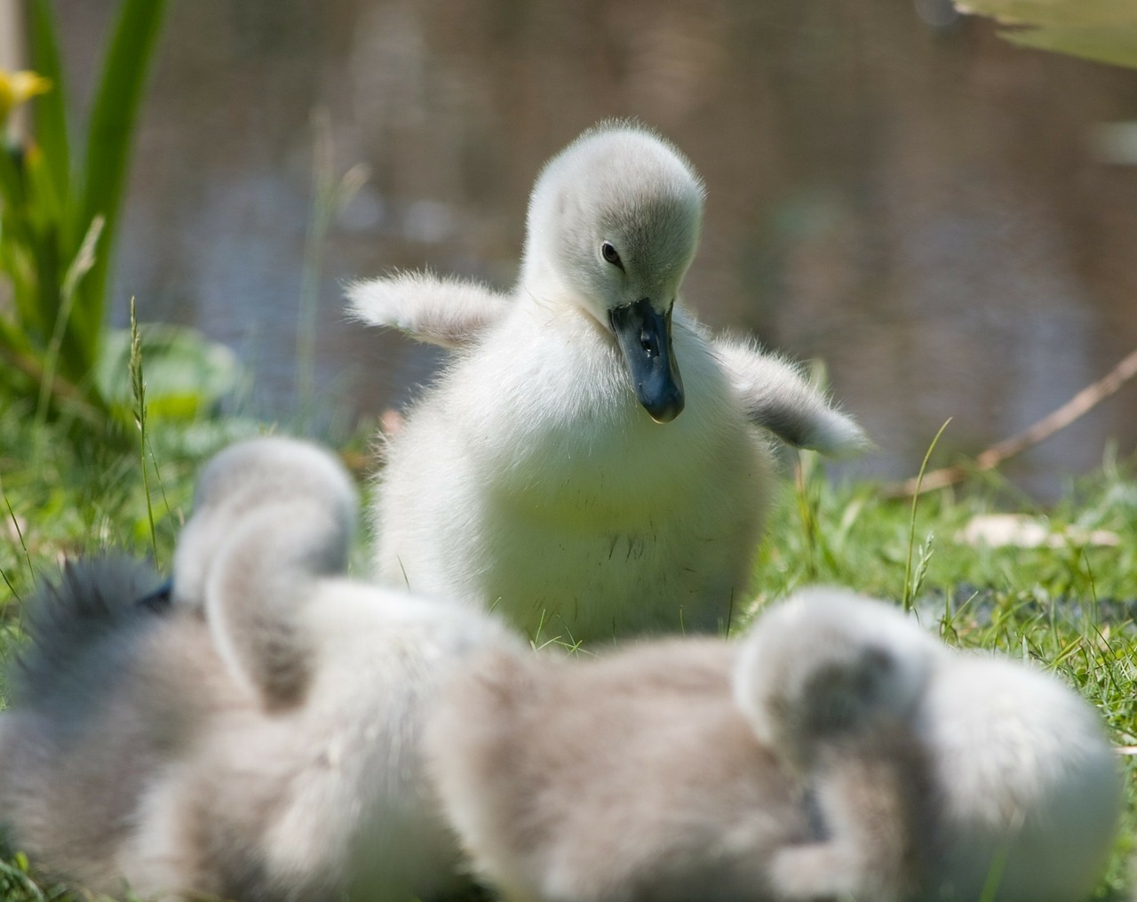 Cygnet, Kūdikis, Gyvūnas, Paukštis, Gulbė, Jaunas, Laukiniai, Laukinė Gamta, Mielas, Žavinga