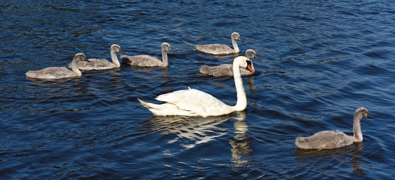 Cygnet,  Gulbė,  Vandens Paukščių,  Paukštis,  Gyvūnas,  Jauna,  Jauna Gulbė,  Plaukimo,  Vandens,  Purus