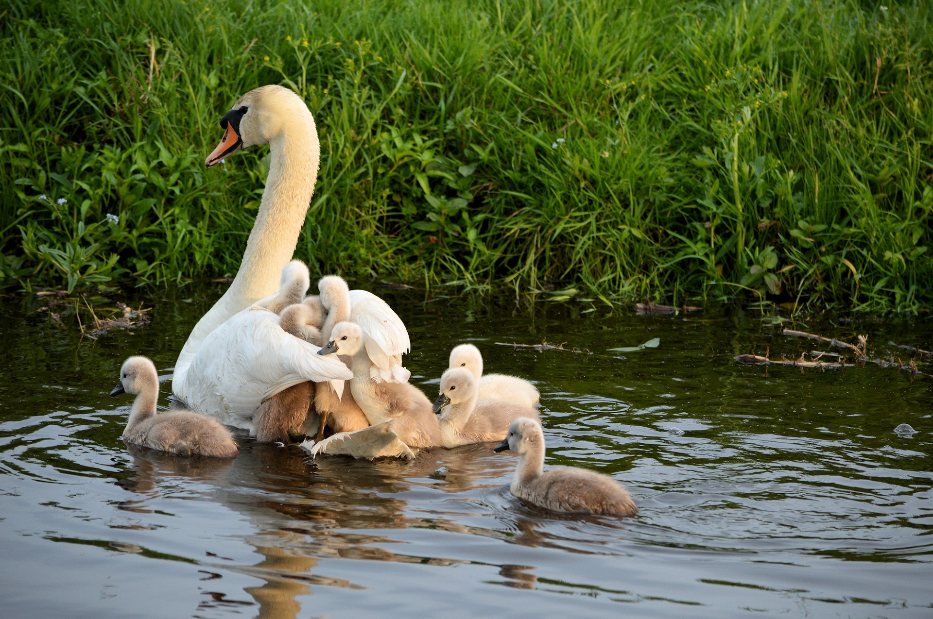 Cygnet,  Gulbė,  Jaunas,  Gyvūnas,  Gamta,  Pavasaris,  Gauti,  Mielas,  Cygneto Mūšio Laivas, Nemokamos Nuotraukos