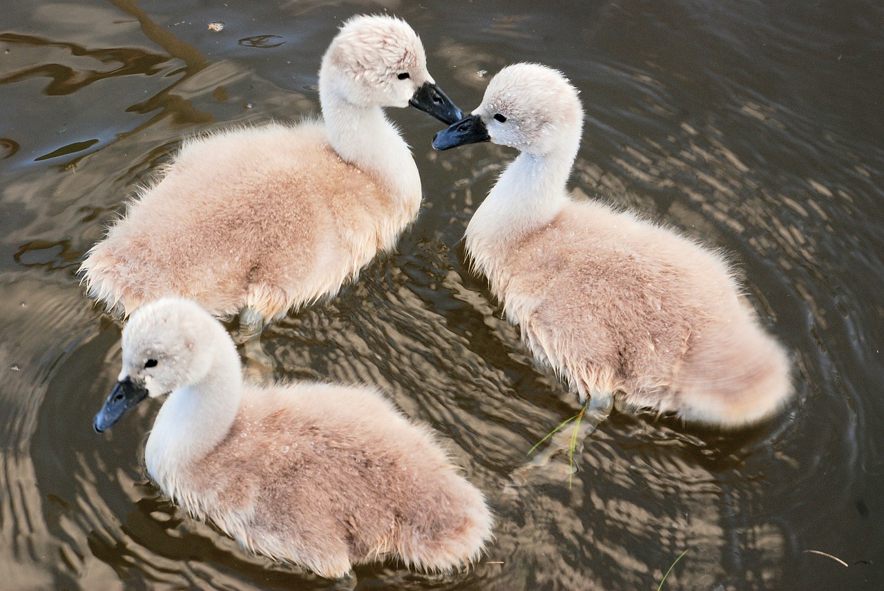 Cygnets, Mielas, Jaunas, Paukštis, Viščiukai, Purus, Kūdikis, Skristi, Sparnai, Plunksna