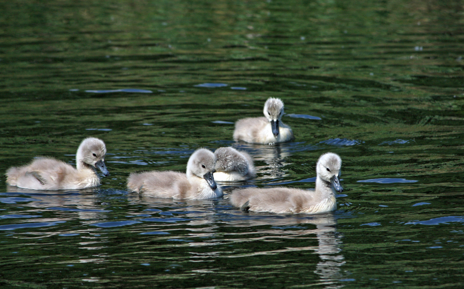 Cygnet,  Cygnets,  Gulbė,  Kūdikis,  Jaunas,  Mielas,  Purus,  Paukštis,  Paukščiai,  Gyvūnai