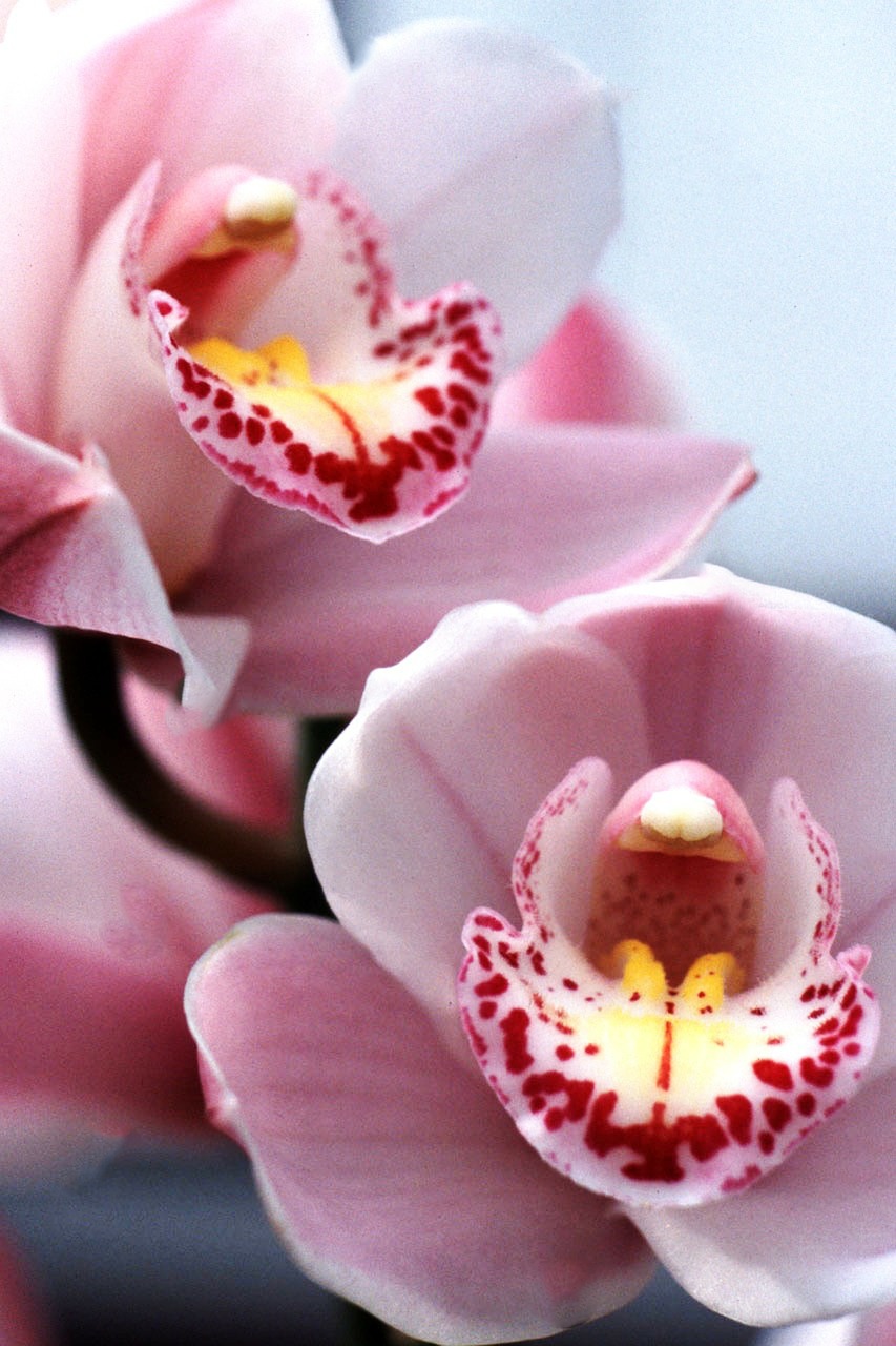 Cymbidium Orchidėja, Orchidėja, Rožinė Orchidėja, Orchidėjų Šou, Nemokamos Nuotraukos,  Nemokama Licenzija