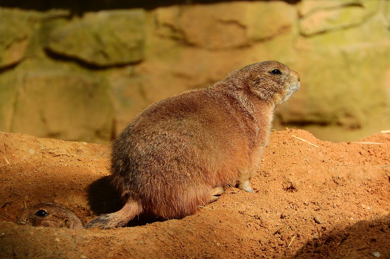 Cynomys Ludovicianius, Cynomys, Šunys Prerijai, Graužikas, Zoologijos Sodas, Nemokamos Nuotraukos,  Nemokama Licenzija