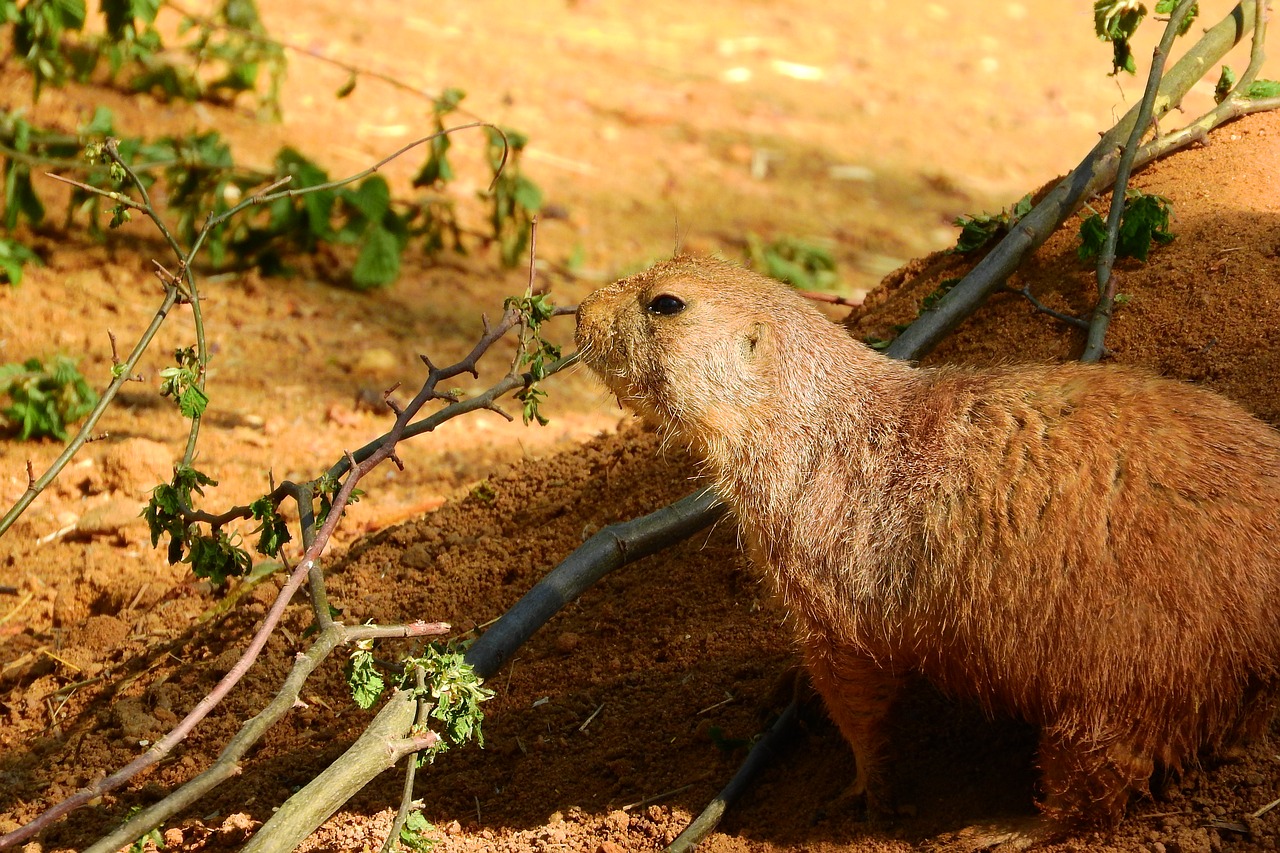 Cynomys Ludovicianius, Cynomys, Šunys Prerijai, Graužikas, Zoologijos Sodas, Nemokamos Nuotraukos,  Nemokama Licenzija