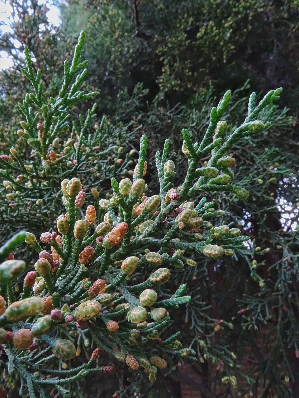 Kiparisas, Medis, Cupressaceae, Filialai, Filialas, Cupressus Lusitanica, Gamta, Adatos, Krūmas, Nemokamos Nuotraukos