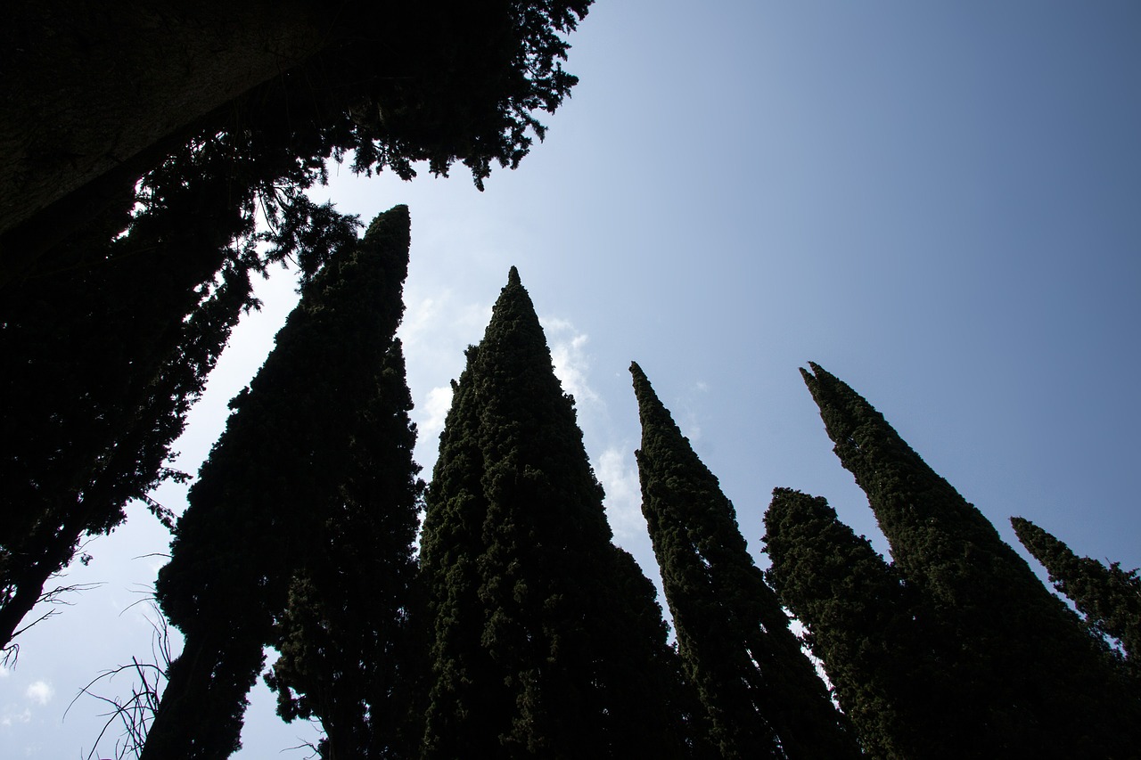 Kiparisas, Viduržemio Jūros Kiparisas, Cupressus Sempervirens, Koloninis Kiparisas, Realus Kiparisas, Italijos Kiparisas, Gedulas-Kiparisas, Nuotaika, Atgal Šviesa, Kontrastas