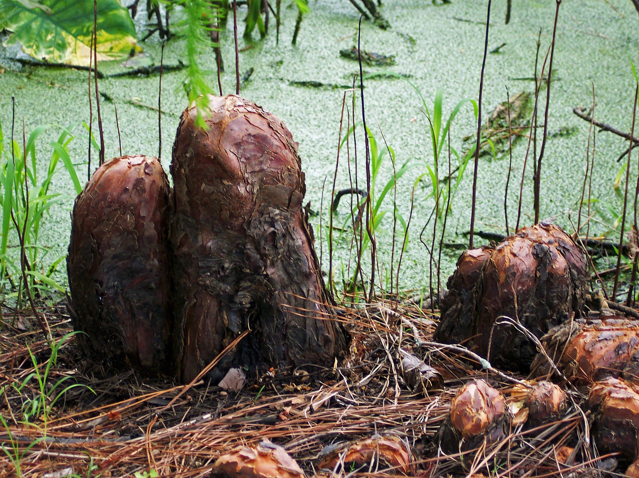 Kipreso Keliai, Pelkė, Bayou, Luiziana, Samanos, Ekosistemos, Buveinė, Šlapias, Sodrus, Pelkė