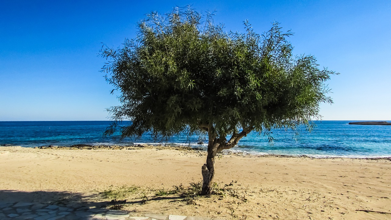 Kipras, Ayia Napa, Makronissos Paplūdimys, Medis, Smėlis, Nemokamos Nuotraukos,  Nemokama Licenzija