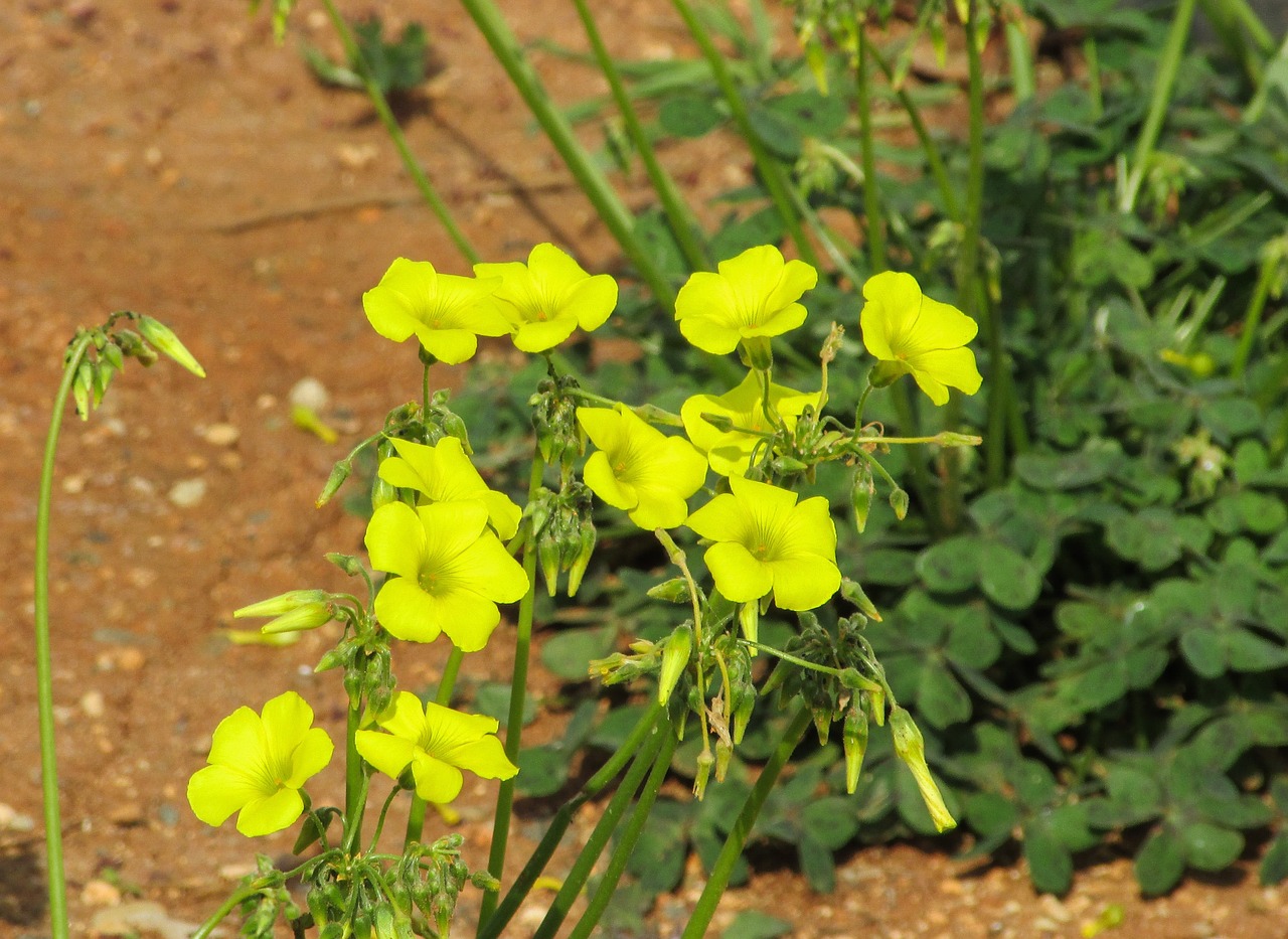 Allamanda, Geltona Gėlė, Augalas, Laukiniai, Flora, Gamta, Kipras, Protaras, Nemokamos Nuotraukos,  Nemokama Licenzija