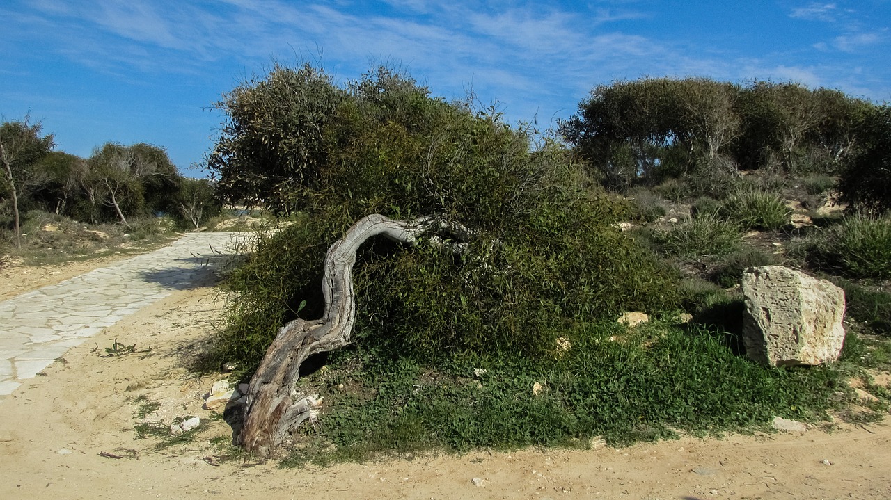 Kipras, Ayia Napa, Makronissos Paplūdimys, Medis, Kelias, Nemokamos Nuotraukos,  Nemokama Licenzija