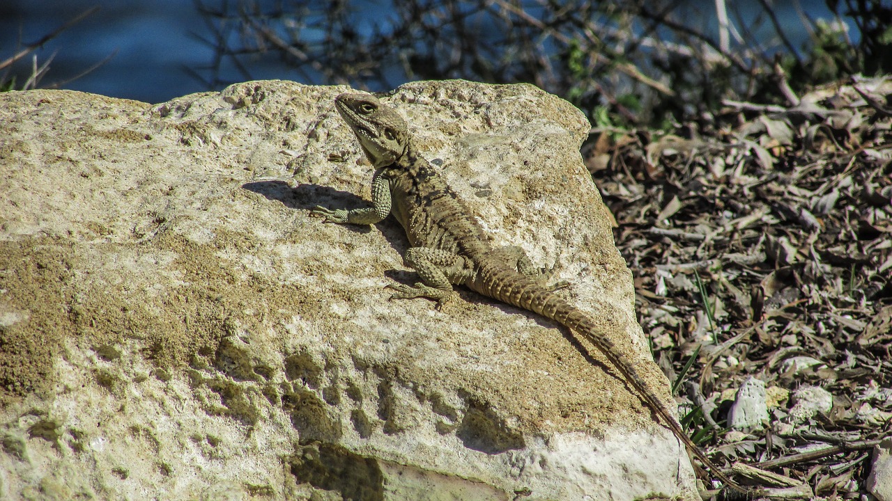 Kipras, Driežas, Kurkutas, Ropliai, Fauna, Gyvūnas, Laukinė Gamta, Gamta, Rūšis, Herpetologija