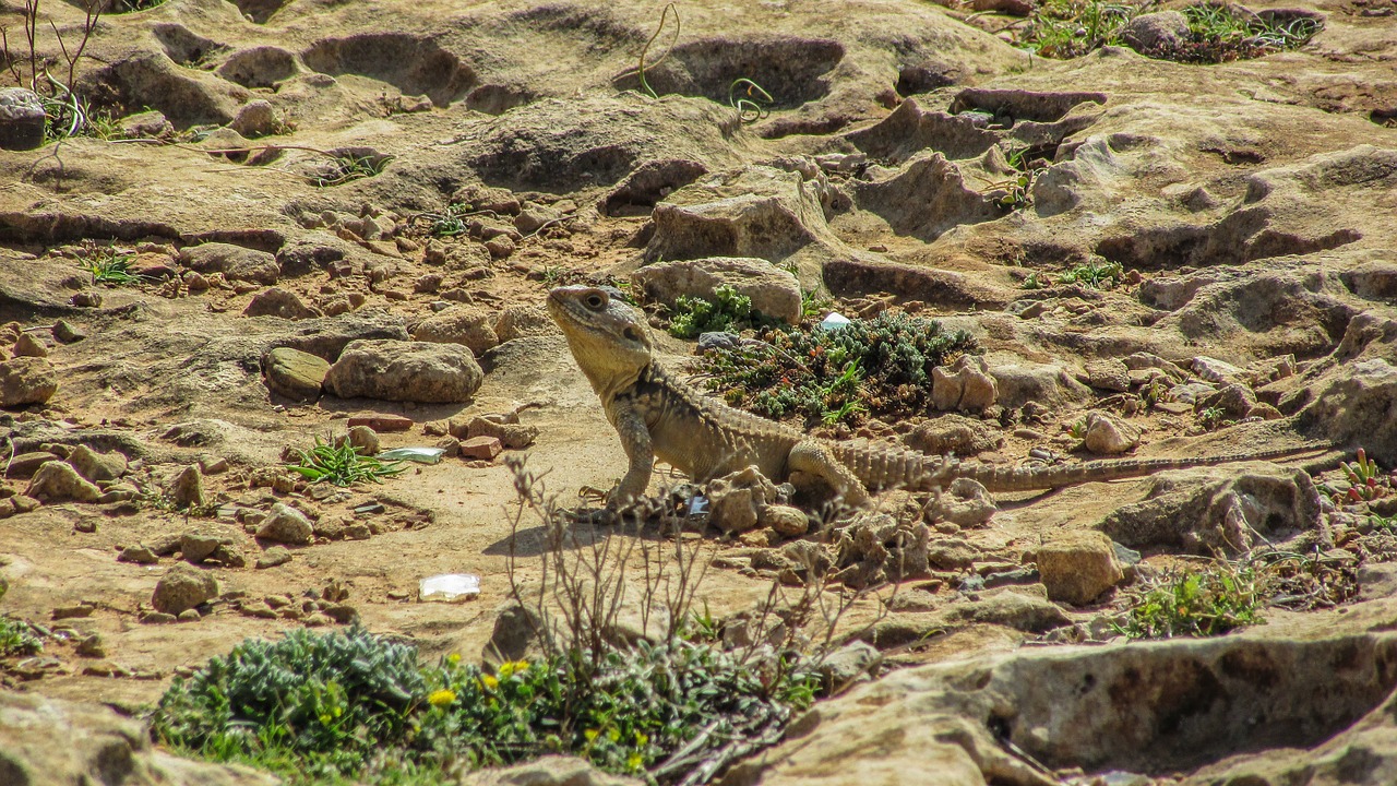 Kipras, Driežas, Kurkutas, Ropliai, Fauna, Gyvūnas, Laukinė Gamta, Gamta, Rūšis, Herpetologija