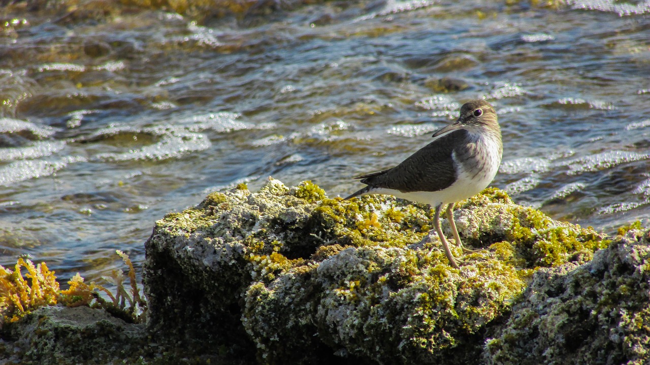 Kipras, Stint, Jūros Paukštis, Migruojantis, Gamta, Laukiniai, Fauna, Nemokamos Nuotraukos,  Nemokama Licenzija