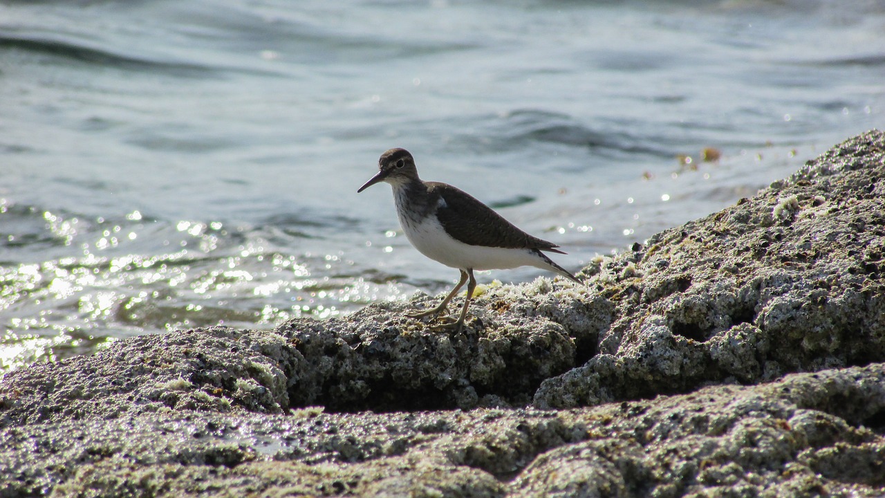 Kipras, Stint, Jūros Paukštis, Migruojantis, Gamta, Laukiniai, Fauna, Nemokamos Nuotraukos,  Nemokama Licenzija