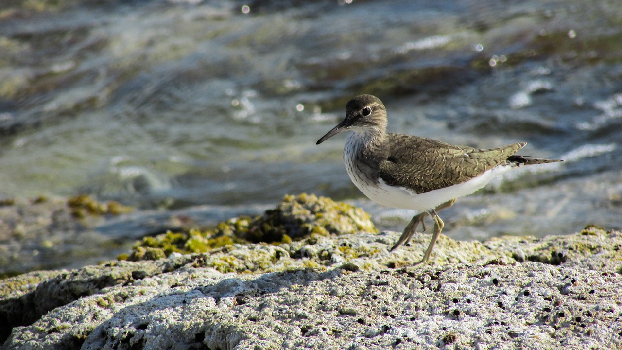 Kipras, Stint, Jūros Paukštis, Migruojantis, Gamta, Laukiniai, Fauna, Nemokamos Nuotraukos,  Nemokama Licenzija