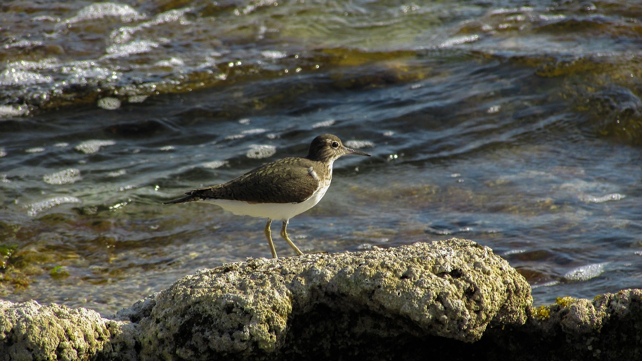 Kipras, Stint, Jūros Paukštis, Migruojantis, Gamta, Laukiniai, Fauna, Nemokamos Nuotraukos,  Nemokama Licenzija