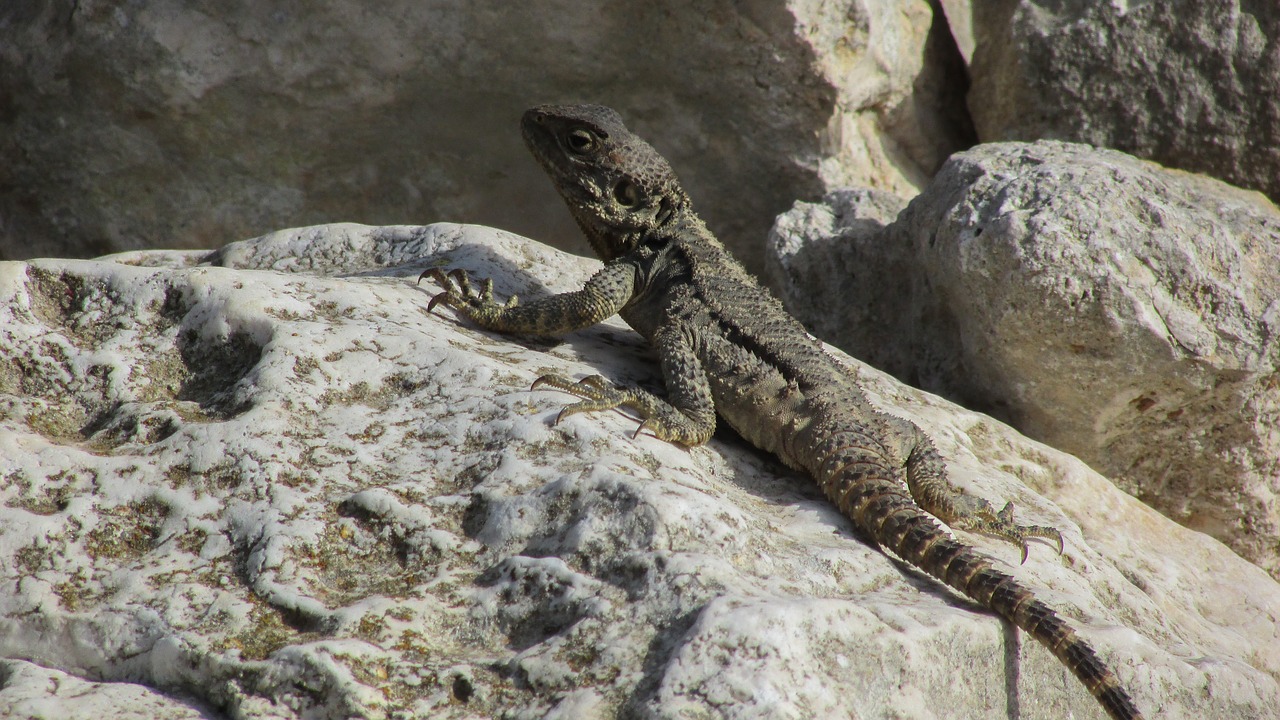 Kipras, Driežas, Kurkutas, Ropliai, Fauna, Gyvūnas, Laukinė Gamta, Gamta, Rūšis, Herpetologija