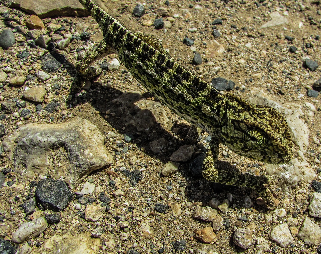 Kipras, Chameleonas, Gyvūnas, Ropliai, Laukinė Gamta, Fauna, Žalias, Nemokamos Nuotraukos,  Nemokama Licenzija