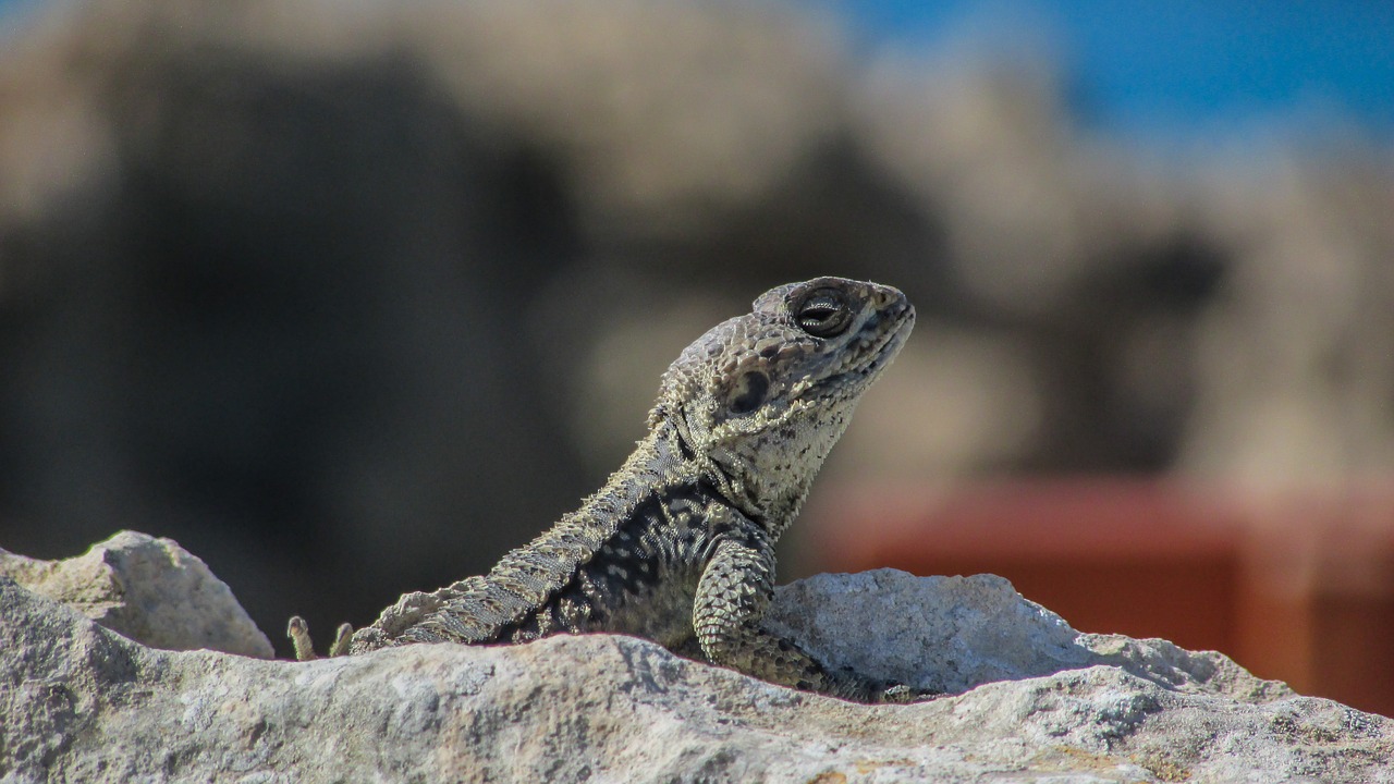 Kipras, Driežas, Kurkutas, Ropliai, Fauna, Gyvūnas, Laukinė Gamta, Gamta, Rūšis, Herpetologija