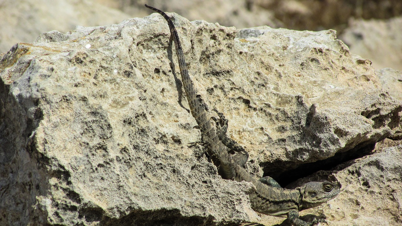 Kipras, Driežas, Kurkutas, Ropliai, Fauna, Gyvūnas, Laukinė Gamta, Gamta, Rūšis, Herpetologija