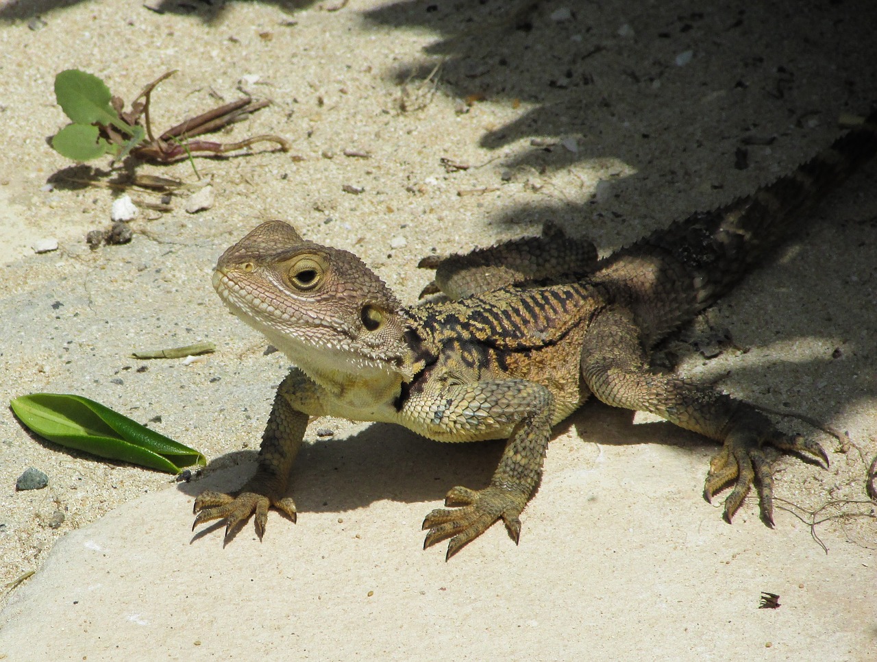 Kipras, Driežas, Kurkutas, Ropliai, Fauna, Gyvūnas, Laukinė Gamta, Gamta, Rūšis, Herpetologija