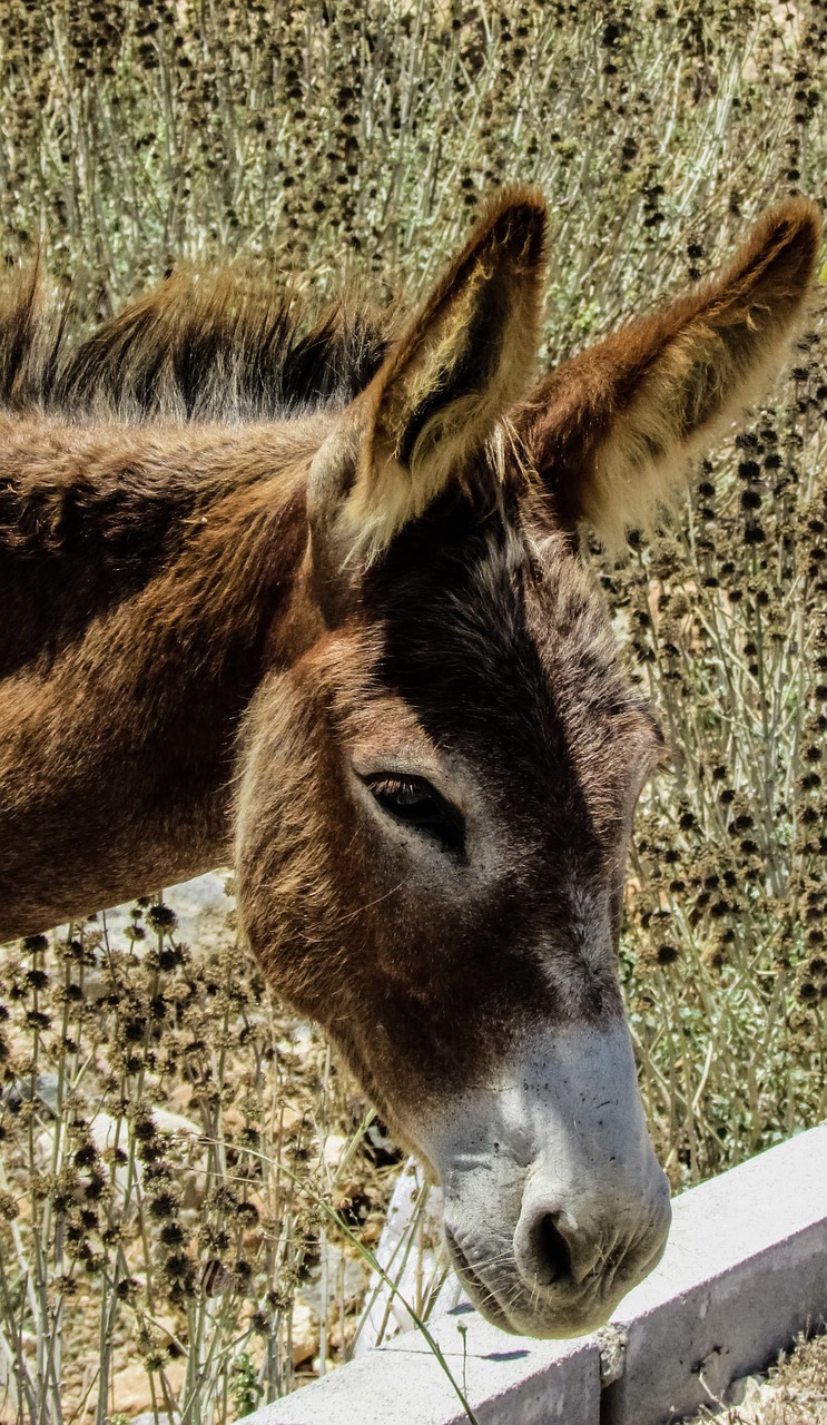 Kipras, Karpačija, Nacionalinis Parkas, Asilas, Laukiniai, Laukinė Gamta, Gamta, Fauna, Žinduolis, Gyvūnas