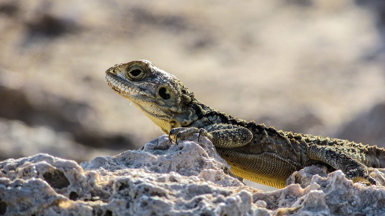 Kipras, Driežas, Kurkutas, Ropliai, Fauna, Gyvūnas, Laukinė Gamta, Gamta, Rūšis, Herpetologija