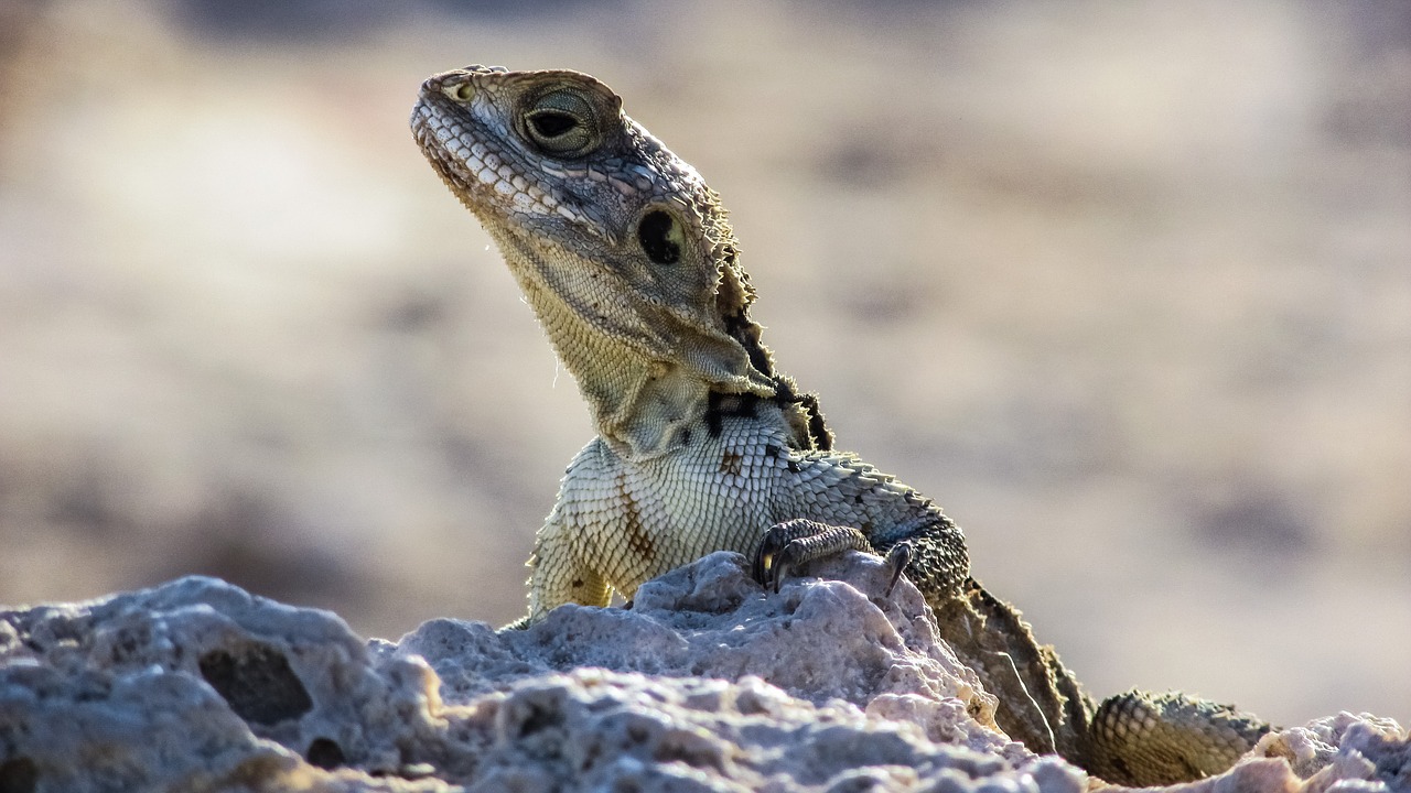 Kipras, Driežas, Kurkutas, Ropliai, Fauna, Gyvūnas, Laukinė Gamta, Gamta, Rūšis, Herpetologija