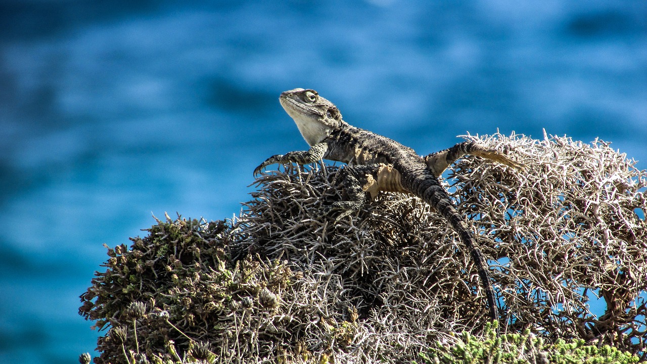 Kipras, Driežas, Kurkutas, Ropliai, Fauna, Gyvūnas, Laukinė Gamta, Gamta, Rūšis, Herpetologija