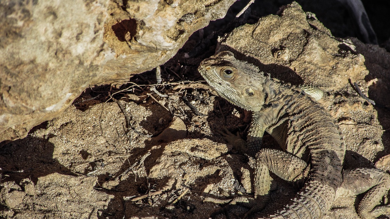 Kipras, Driežas, Kurkutas, Ropliai, Fauna, Gyvūnas, Laukinė Gamta, Gamta, Rūšis, Herpetologija